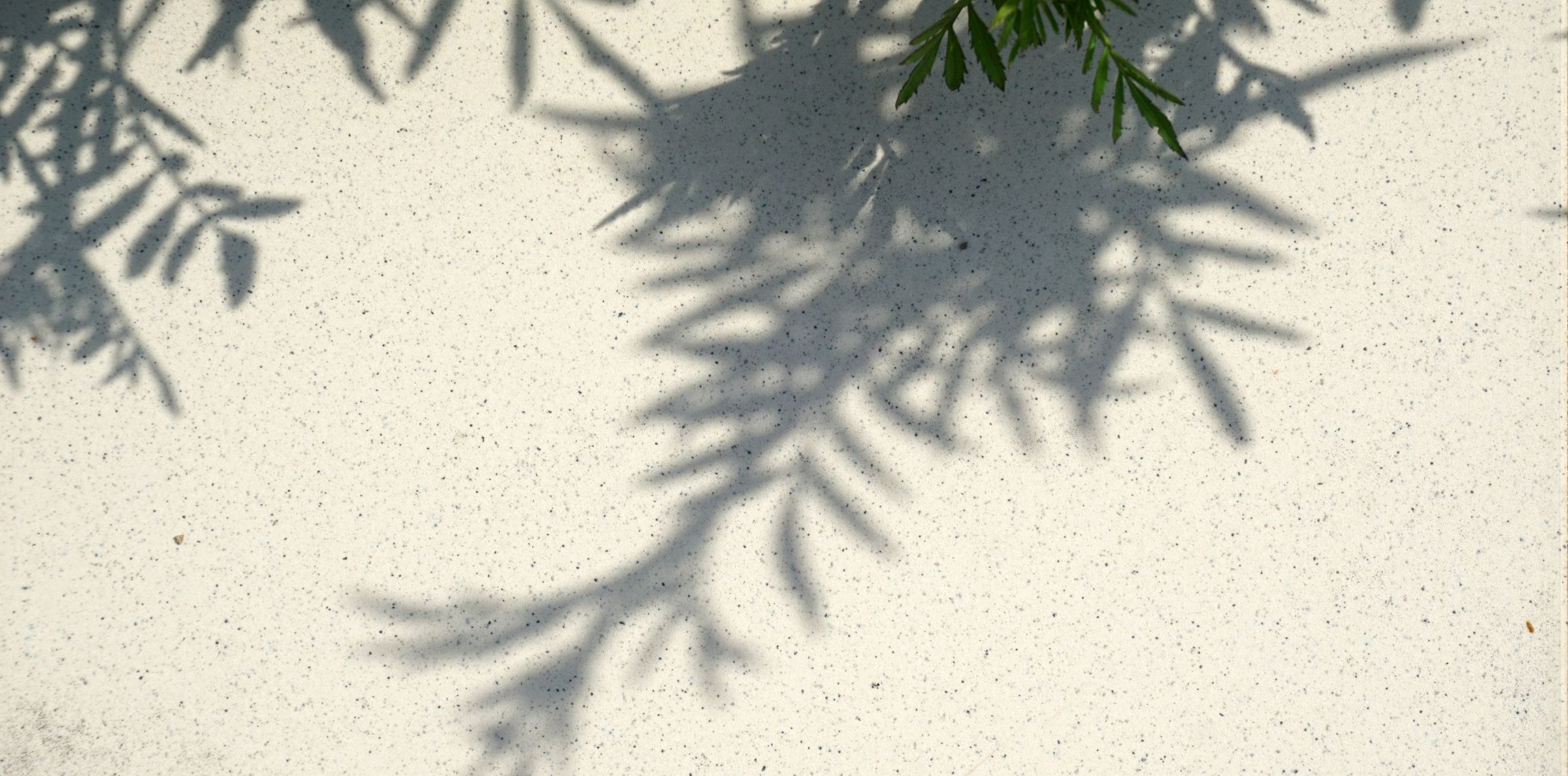 Sombra de una planta sobre una pared blanca